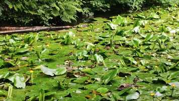 Free download Wyt tin gallu gweld y hwyaid fach? video and edit with RedcoolMedia movie maker MovieStudio video editor online and AudioStudio audio editor onlin