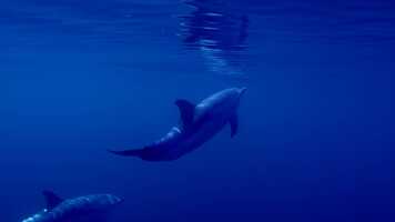 Free download Aegean Dolphins video and edit with RedcoolMedia movie maker MovieStudio video editor online and AudioStudio audio editor onlin