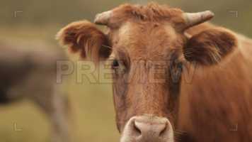 Free download A Herd Of Cows Stock Video video and edit with RedcoolMedia movie maker MovieStudio video editor online and AudioStudio audio editor onlin