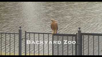 Free download Backyard Zoo video and edit with RedcoolMedia movie maker MovieStudio video editor online and AudioStudio audio editor onlin