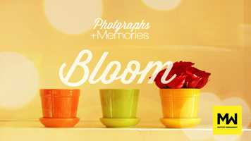 Free download BLOOM AFTER EFFECTS TEMPLATE video and edit with RedcoolMedia movie maker MovieStudio video editor online and AudioStudio audio editor onlin