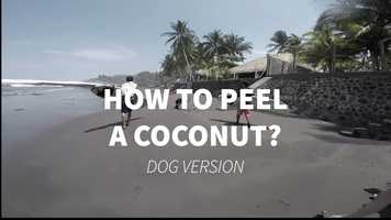 Free download COCONUT PEELING DOG video and edit with RedcoolMedia movie maker MovieStudio video editor online and AudioStudio audio editor onlin