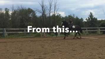 Free download Horse Transformations video and edit with RedcoolMedia movie maker MovieStudio video editor online and AudioStudio audio editor onlin