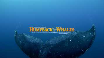 Free download Humpback Whales - Trailer video and edit with RedcoolMedia movie maker MovieStudio video editor online and AudioStudio audio editor onlin