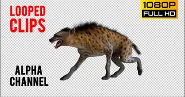 Free download Hyena 1 | Motion Graphics - Envato elements video and edit with RedcoolMedia movie maker MovieStudio video editor online and AudioStudio audio editor onlin