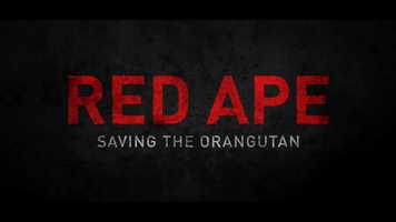 Free download RED APE: Saving the Orangutan video and edit with RedcoolMedia movie maker MovieStudio video editor online and AudioStudio audio editor onlin