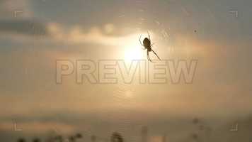 Free download Spider On A Web Stock Video video and edit with RedcoolMedia movie maker MovieStudio video editor online and AudioStudio audio editor onlin