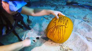 Free download Watch An Underwater Pumpkin Carving Contest video and edit with RedcoolMedia movie maker MovieStudio video editor online and AudioStudio audio editor onlin