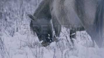 Free download Wild Horse In Winter Stock Video video and edit with RedcoolMedia movie maker MovieStudio video editor online and AudioStudio audio editor onlin