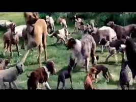 Free download y2matecom - Trailer Filme Marmaduke - Dublado em Portugus_v49Bg7wlNVU_360p video and edit with RedcoolMedia movie maker MovieStudio video editor online and AudioStudio audio editor onlin