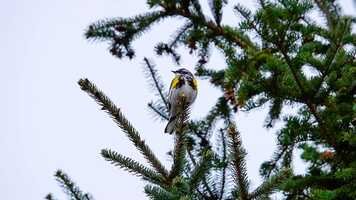 Free download Yellow-rumped Warbler (8 May 2021) video and edit with RedcoolMedia movie maker MovieStudio video editor online and AudioStudio audio editor onlin