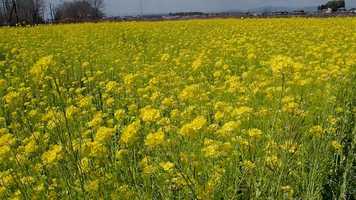 Free download yellow yellow yellow at spring field video and edit with RedcoolMedia movie maker MovieStudio video editor online and AudioStudio audio editor onlin