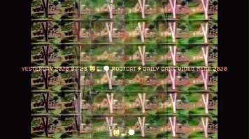 Free download YESTERDAY 2020 07 23 ⚡️ROOTCAT⚡️DAILY DANK VIDEO MEME 2020 video and edit with RedcoolMedia movie maker MovieStudio video editor online and AudioStudio audio editor onlin