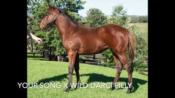 Free download Your Song x Wild Darci 19 filly video and edit with RedcoolMedia movie maker MovieStudio video editor online and AudioStudio audio editor onlin