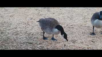 Free download Z Cam E2C at the park (zraw and ProRes) video and edit with RedcoolMedia movie maker MovieStudio video editor online and AudioStudio audio editor onlin