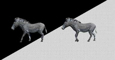 Free download Zebra Walk Animation | Motion Graphics - Envato elements video and edit with RedcoolMedia movie maker MovieStudio video editor online and AudioStudio audio editor onlin