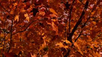 Free download ~~** Forever in our Hearts **~~ remembering Walter Aguirre video and edit with RedcoolMedia movie maker MovieStudio video editor online and AudioStudio audio editor onlin