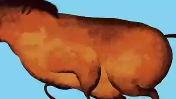 Free download 03 - Animacin animal video and edit with RedcoolMedia movie maker MovieStudio video editor online and AudioStudio audio editor onlin