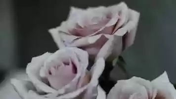 Free download 065: The War of the Roses 1989 (dir. Danny DeVito) R15, Sunday DVD Rental Suggestion Podcast (SDRSP) video and edit with RedcoolMedia movie maker MovieStudio video editor online and AudioStudio audio editor onlin