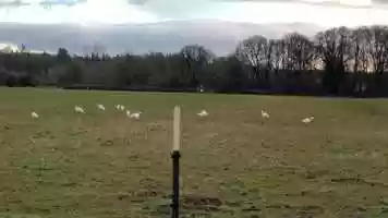 Free download 10a1 Cranes (no sound) video and edit with RedcoolMedia MovieStudio video editor online and AudioStudio audio editor onlin