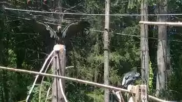 Free download 10a5 California Condors video and edit with RedcoolMedia movie maker MovieStudio video editor online and AudioStudio audio editor onlin