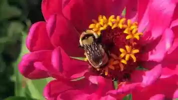 Free download 10c5 Bumblebee on Zinnia (no voice) video and edit with RedcoolMedia MovieStudio video editor online and AudioStudio audio editor onlin