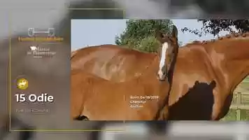 Free download 15 Odie video and edit with RedcoolMedia movie maker MovieStudio video editor online and AudioStudio audio editor onlin