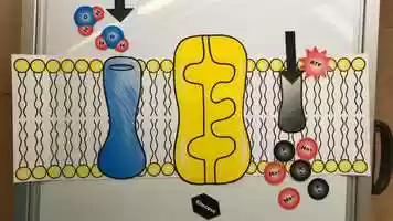 Free download 1a3 Plasma Membrane video and edit with RedcoolMedia movie maker MovieStudio video editor online and AudioStudio audio editor onlin