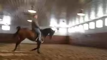 Free download 2016 Bay Gelding Prospect video and edit with RedcoolMedia movie maker MovieStudio video editor online and AudioStudio audio editor onlin