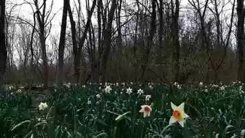 Free download 20200311 ~ Spring flowering woods video and edit with RedcoolMedia movie maker MovieStudio video editor online and AudioStudio audio editor onlin