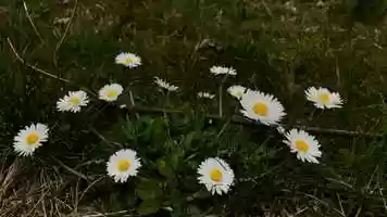 Free download 20200404 ~ Daisy video and edit with RedcoolMedia movie maker MovieStudio video editor online and AudioStudio audio editor onlin