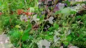 Free download 2020Blumen-Trailer video and edit with RedcoolMedia movie maker MovieStudio video editor online and AudioStudio audio editor onlin