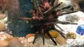 Free download 2a1 Pencil Urchin (no voice) video and edit with RedcoolMedia MovieStudio video editor online and AudioStudio audio editor onlin