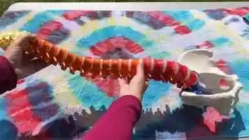 Free download 2a2 Spine video and edit with RedcoolMedia movie maker MovieStudio video editor online and AudioStudio audio editor onlin