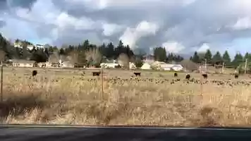 Free download 2a3 Crows (no voice, bird sounds) video and edit with RedcoolMedia MovieStudio video editor online and AudioStudio audio editor onlin