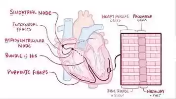Free download 2 Action potentials in pacemaker cells video and edit with RedcoolMedia movie maker MovieStudio video editor online and AudioStudio audio editor onlin