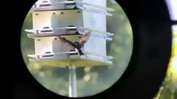 Free download 2b2 Purple Martin Scope (no sound) video and edit with RedcoolMedia MovieStudio video editor online and AudioStudio audio editor onlin