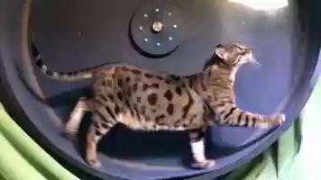 Free download 2b4 Bengal cat walking on wheel (no voice) video and edit with RedcoolMedia movie maker MovieStudio video editor online and AudioStudio audio editor onlin