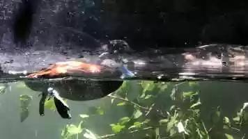 Free download 2b4 Duck feet underwater (no sound) video and edit with RedcoolMedia MovieStudio video editor online and AudioStudio audio editor onlin