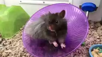 Free download 2b4 Hamster on wheel (no voice) video and edit with RedcoolMedia MovieStudio video editor online and AudioStudio audio editor onlin