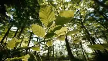 Free download 2 Guided Meditations with Music and Imagery Only video and edit with RedcoolMedia movie maker MovieStudio video editor online and AudioStudio audio editor onlin