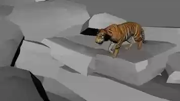 3D Animation - Tiger and Walk Cycles