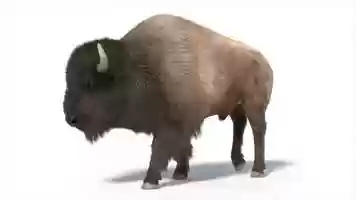 Free download 3D Bison - Made in Cinema 4D video and edit with RedcoolMedia movie maker MovieStudio video editor online and AudioStudio audio editor onlin