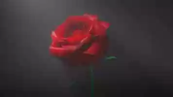 Free download 3D Rose Blooming Animation render update video and edit with RedcoolMedia movie maker MovieStudio video editor online and AudioStudio audio editor onlin