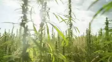 Free download 4-127 | Top Full-Spectrum CBD Manti, UTAH Manufacturing, Gummies | Factory6 CBD: MS MN MI MA MD ME LA | video and edit with RedcoolMedia movie maker MovieStudio video editor online and AudioStudio audio editor onlin