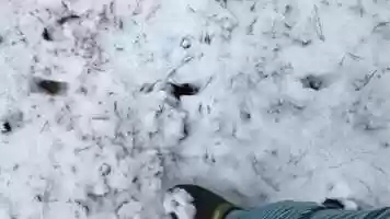 Free download 4b3 Fox Tracks in Snow (no voice) video and edit with RedcoolMedia movie maker MovieStudio video editor online and AudioStudio audio editor onlin