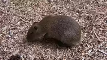 Free download 4b5 Capybara (no sound) video and edit with RedcoolMedia MovieStudio video editor online and AudioStudio audio editor onlin