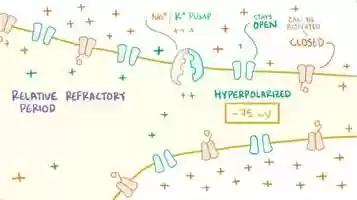 Free download 4 Neuron action potential video and edit with RedcoolMedia movie maker MovieStudio video editor online and AudioStudio audio editor onlin