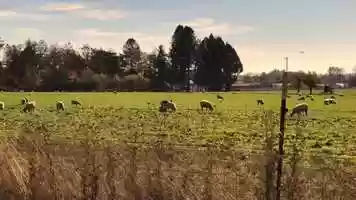Free download 5a1 Sheep in field (no sound) video and edit with RedcoolMedia MovieStudio video editor online and AudioStudio audio editor onlin