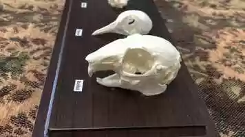 Free download 5b2 Skull Comparison video and edit with RedcoolMedia movie maker MovieStudio video editor online and AudioStudio audio editor onlin